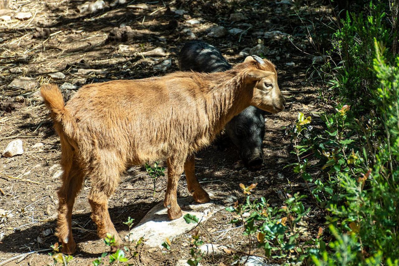 Casal Das Fontainhas Alcobaça Zewnętrze zdjęcie